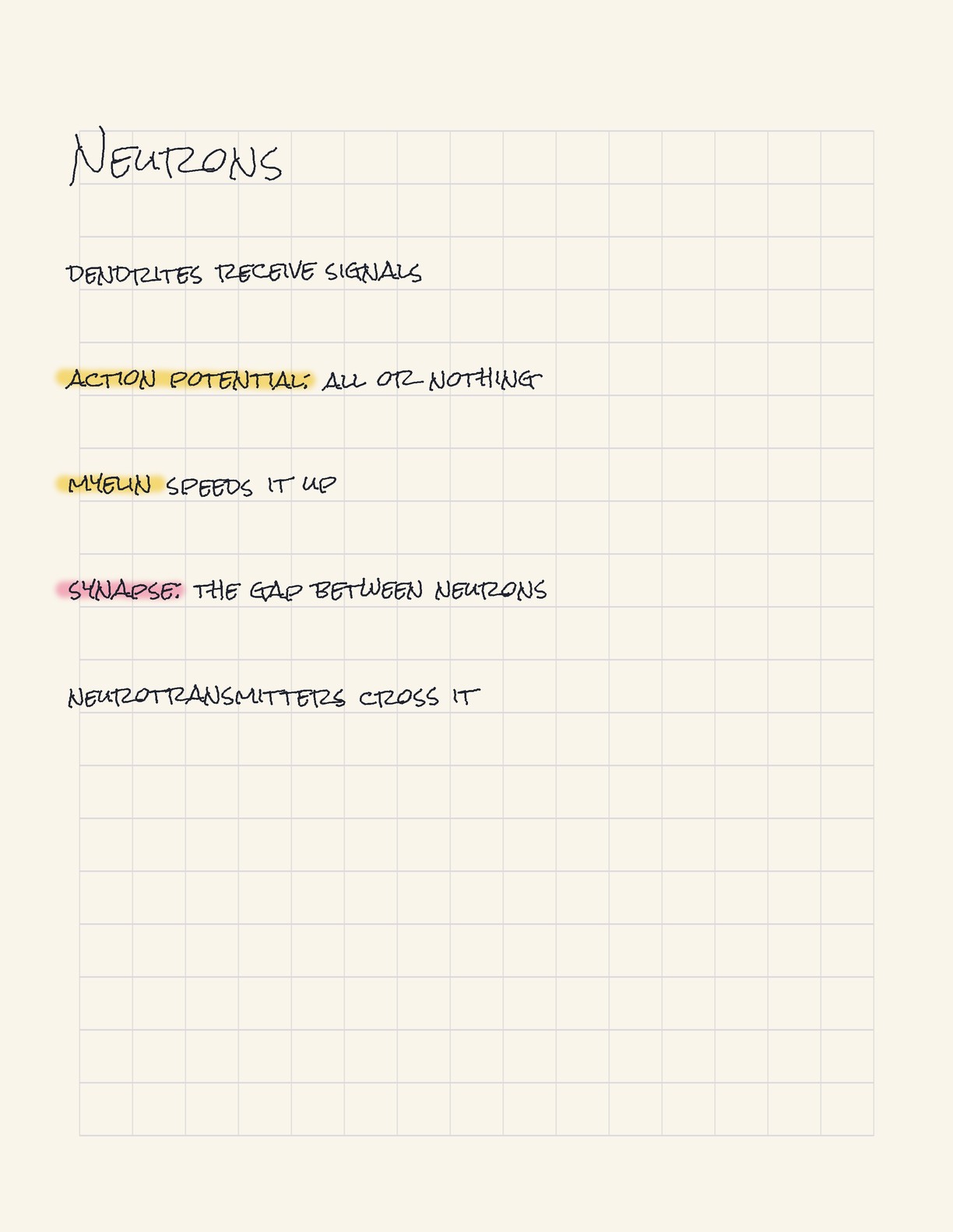 Study notes on neurons with highlighted terms